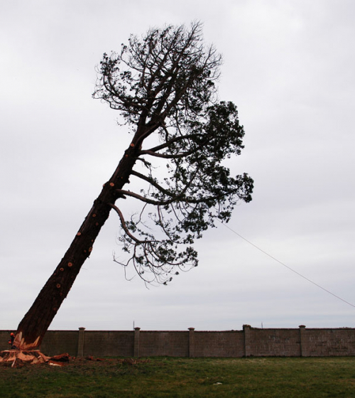 entreprise-arboriste-abattage-arbres-95