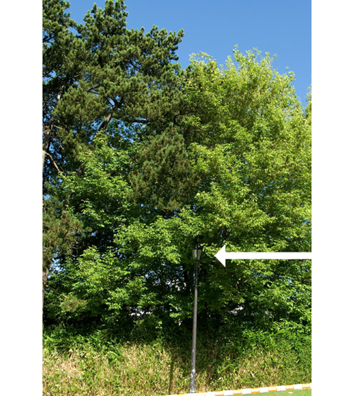 avant-taille-05