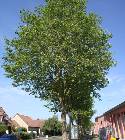 taille-arbre-collectivite-apres