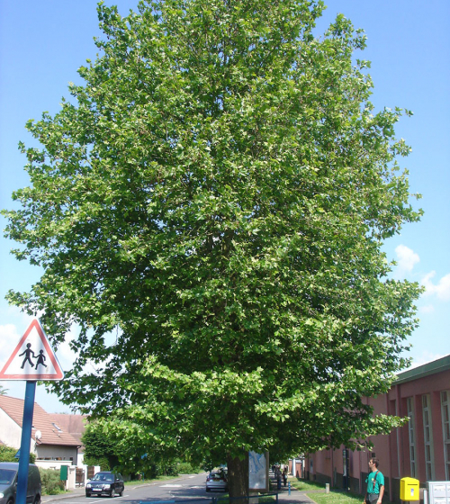 taille-arbre-collectivite-avant-taille
