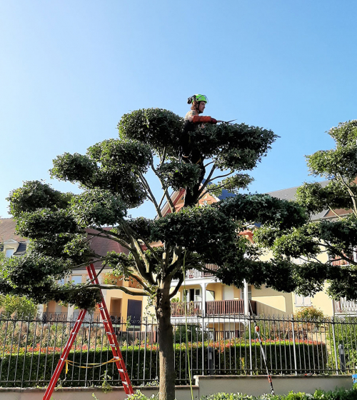 taille-arbre-japonaise-en-Niwaki