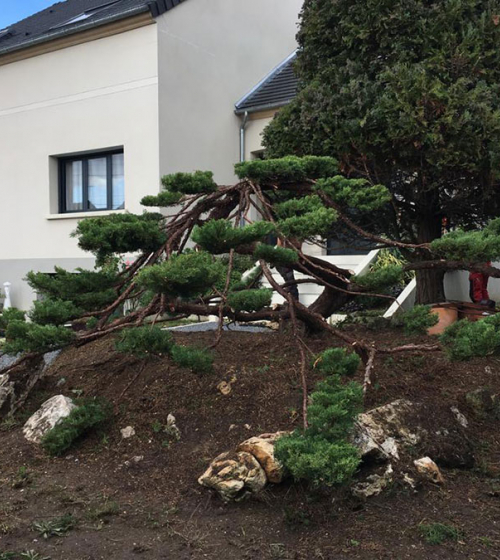 transformation-arbre-en-taille-japonaise-niwaki