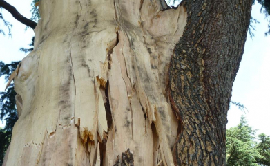 Démontage d'un arbre foudroyé avec une grue mobile image 5