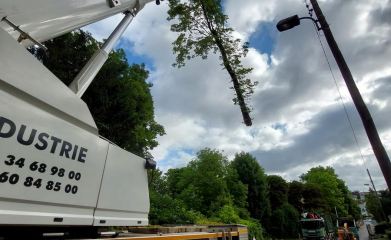 Démontage d'un arbre foudroyé avec une grue mobile image 4