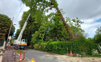 Démontage d'un arbre foudroyé avec une grue mobile image 2