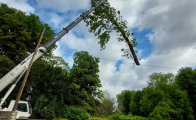 Démontage d'un arbre foudroyé avec une grue mobile image 3