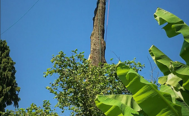 Démontage d'arbres image 3