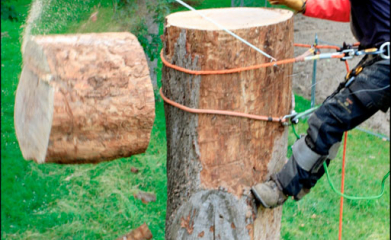 Démontage d'arbres image 6