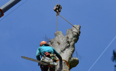 Démontage d'arbres image 2