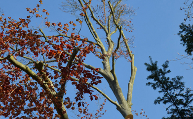 Démontage d'arbres image 4