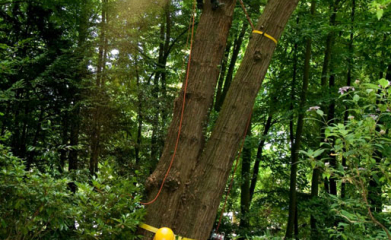 Démontage d'arbres image 7