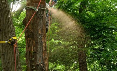 Démontage d'arbres image 8