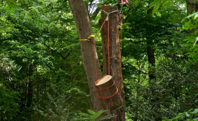 Démontage d'arbres image 9