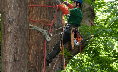 Démontage d'arbres image 10