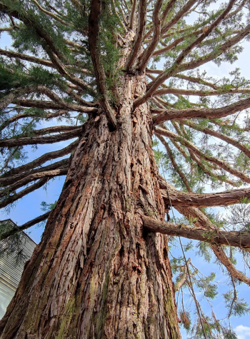 Taille d'entretien Sequoia géant 95