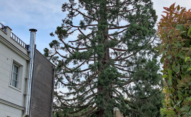 Taille d'entretien Sequoia géant image 4